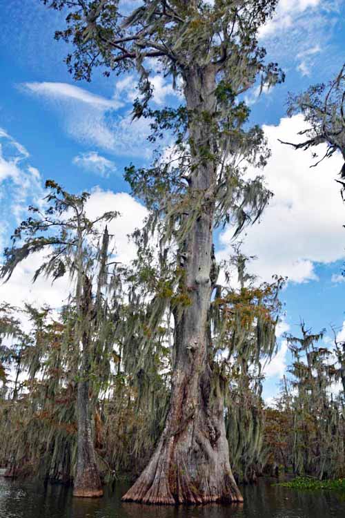 tall cypress tree